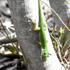 green anole